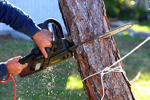 How Our Tree Care Process Works  in  Hagan, GA